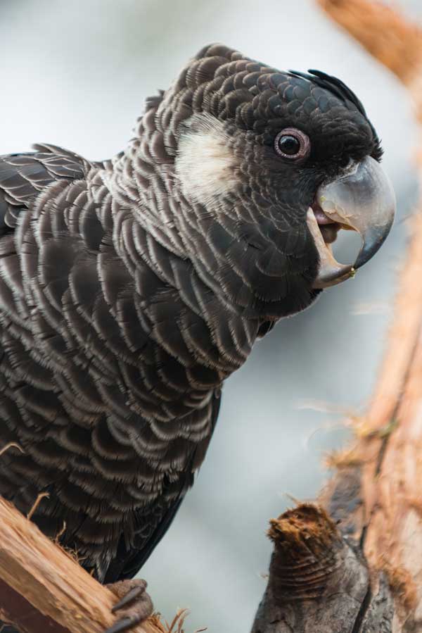 Black Cockatoo Baudins