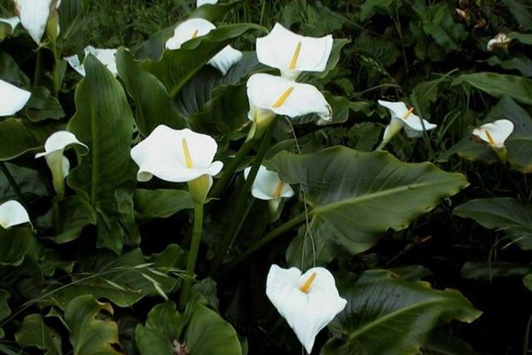 Image Arum Lily