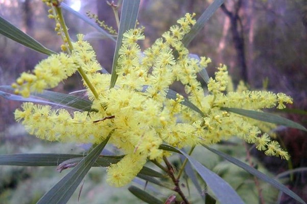 Image Sydney golden wattle