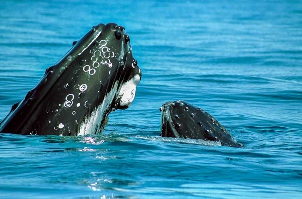 Hump Back Whale and Calf Image