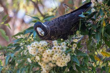 baudins Black Cockatoo meelup park fauna