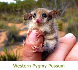 images/fauna-l-gallery/Meelup-park-Pygmy-Possum-g.jpg