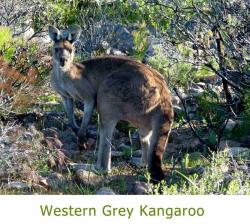 images/fauna-l-gallery/kangaroo-meelup-park.jpg