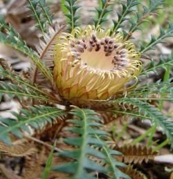images/flora-l-gallery/Banksia-dallaneyi-Couch-Honeypot-meelup-park.jpg
