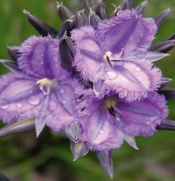 images/flora-l-gallery/Thysanotus-multiflorus-Many-flowered-Fringed-Lily-meelup-park.jpg