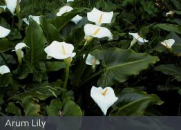 images/weeds/Arum-Lily-meelup-park.jpg