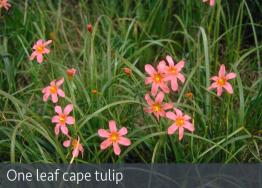 images/weeds/One-leaf-cape-tulip-meelup-park.jpg