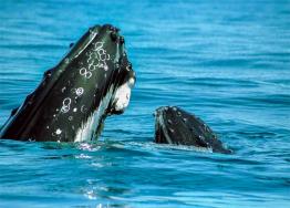 images/whale-watching/3-hump-back-whale-calf-meelup-park.jpg