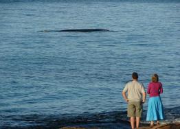 images/whale-watching/whale-pt-piquet-meelup-park.jpg